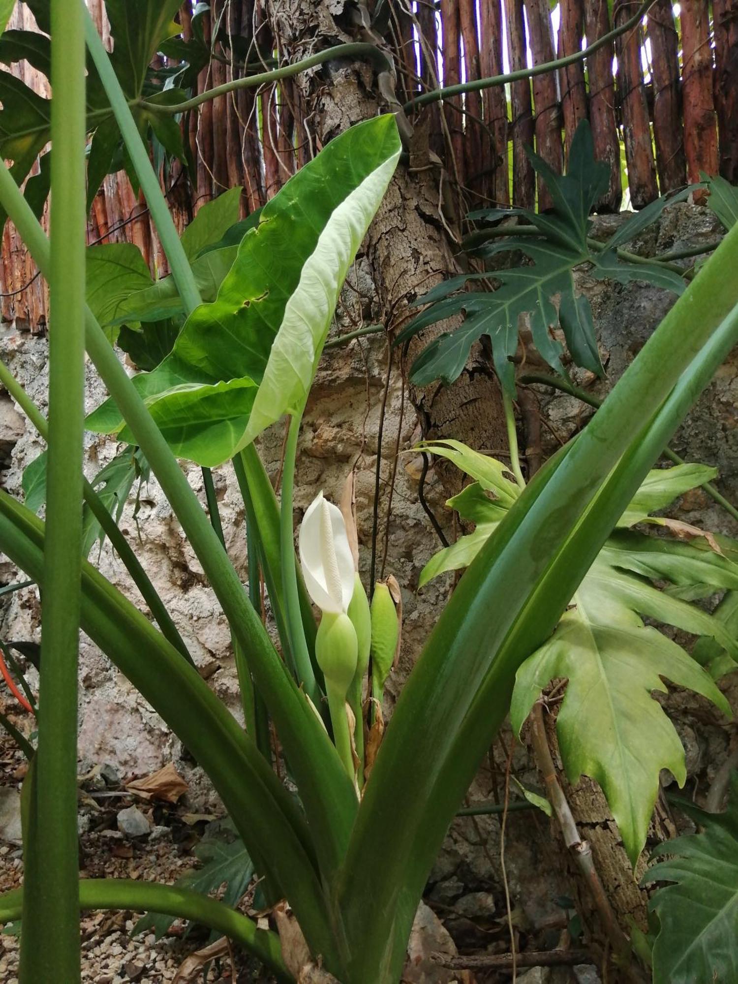 Pisté Suites De Piedra Y Colores En Chichen Itza מראה חיצוני תמונה