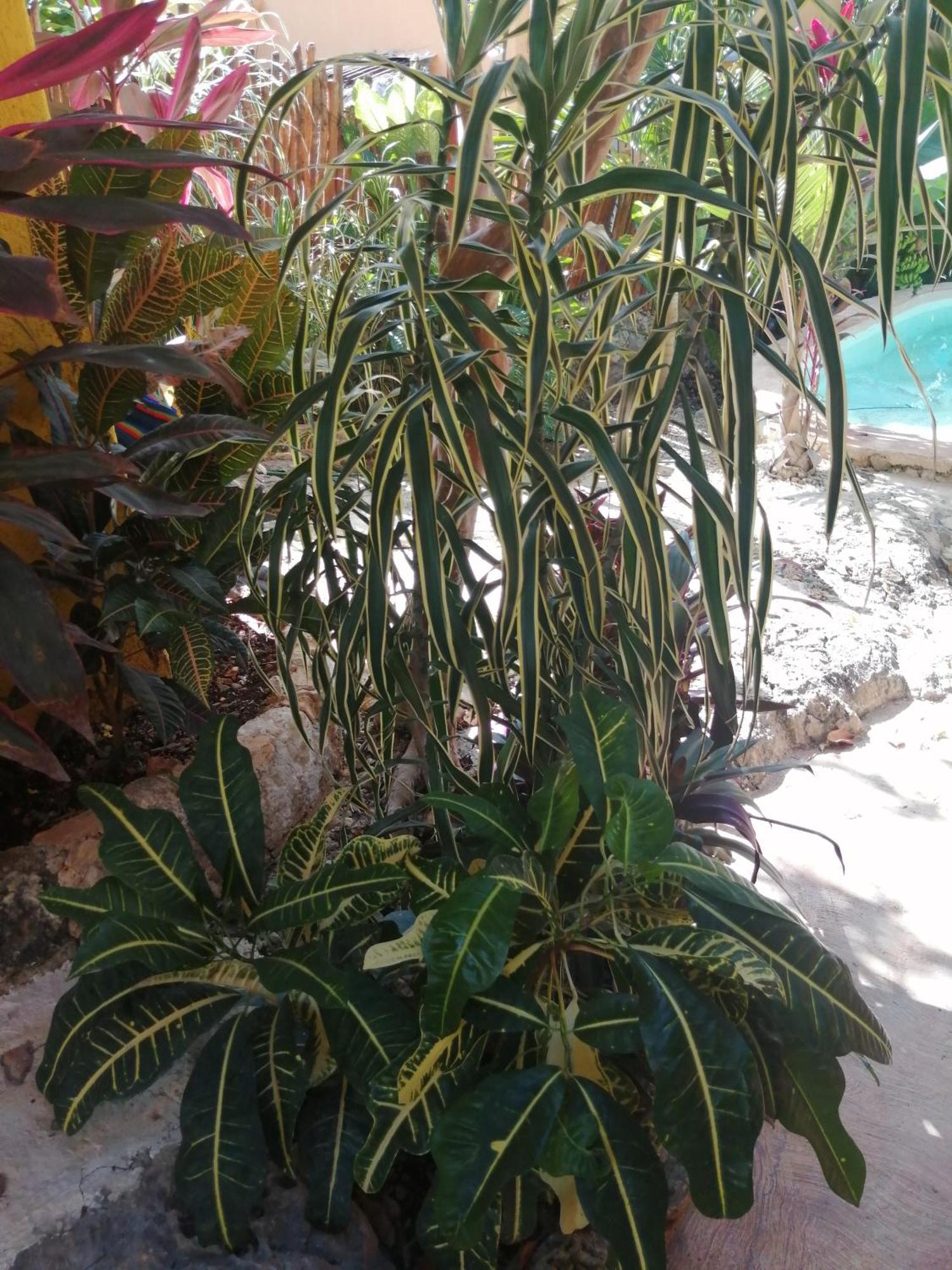 Pisté Suites De Piedra Y Colores En Chichen Itza מראה חיצוני תמונה